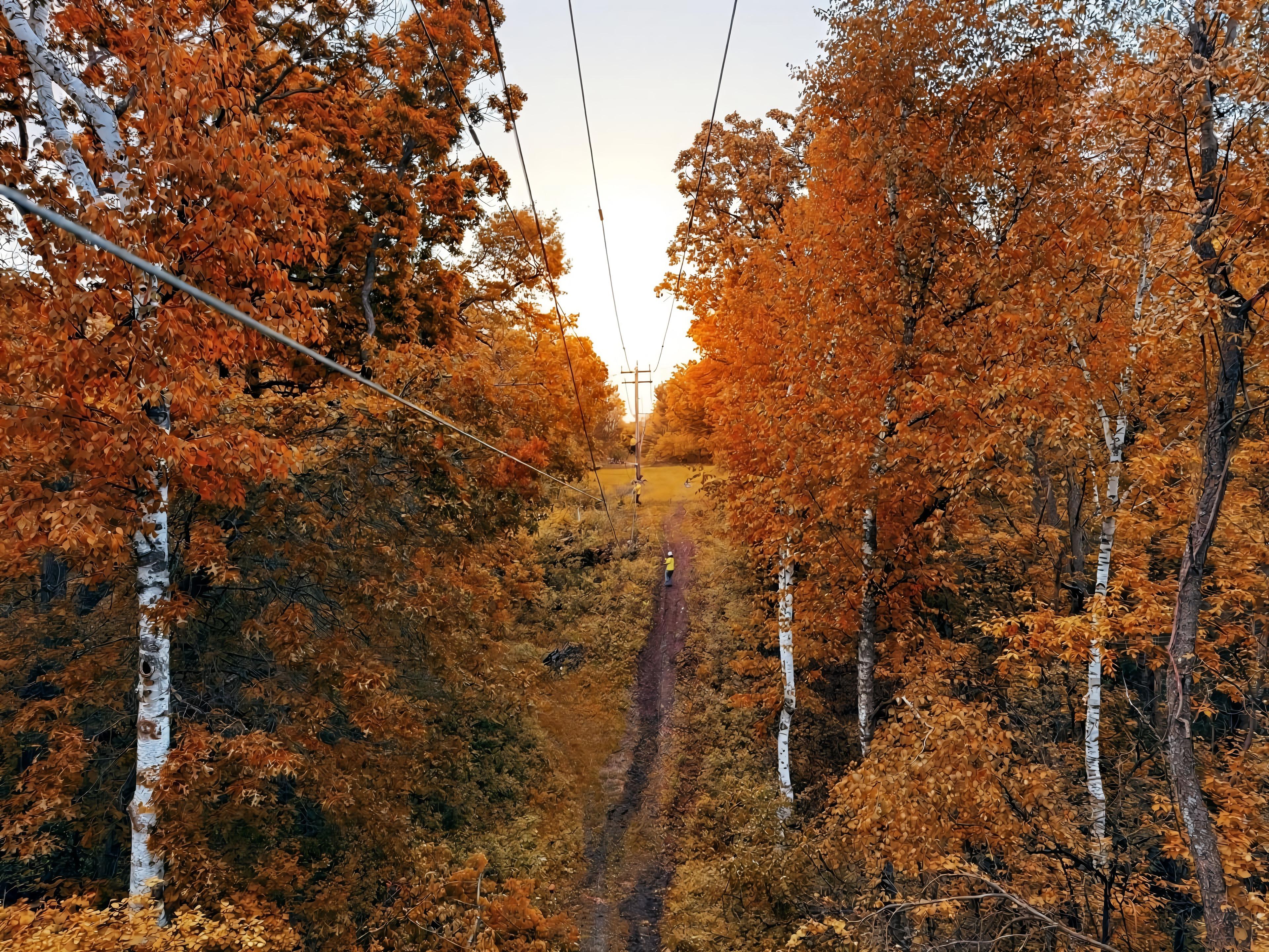 MCI fiber right-of-way cut through the woods toward a Midwest sky