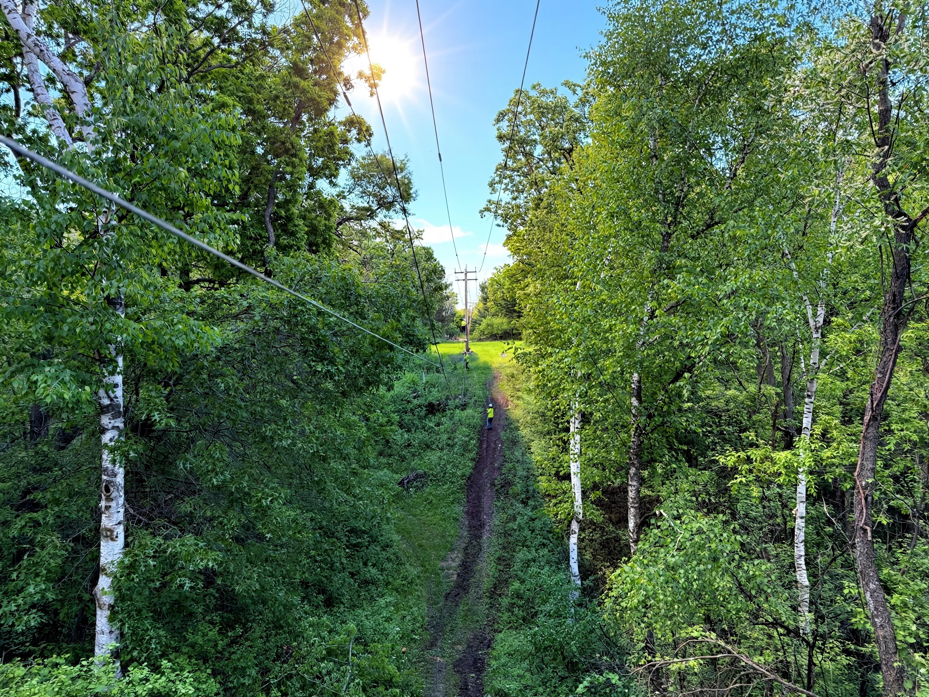 MCI fiber right-of-way cut through the woods toward a Midwest sky